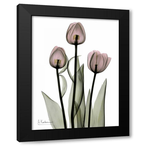 Early Tulips in Pink Black Modern Wood Framed Art Print with Double Matting by Koetsier, Albert