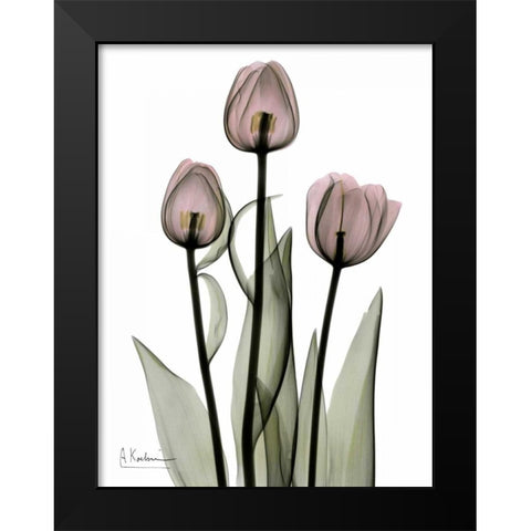 Early Tulips in Pink Black Modern Wood Framed Art Print by Koetsier, Albert