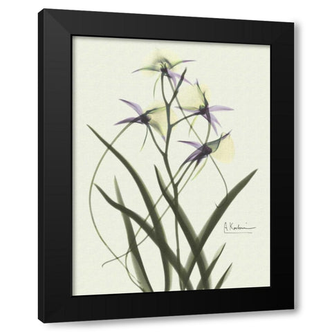 Orchids a Plenty in Purple on Beige Black Modern Wood Framed Art Print with Double Matting by Koetsier, Albert
