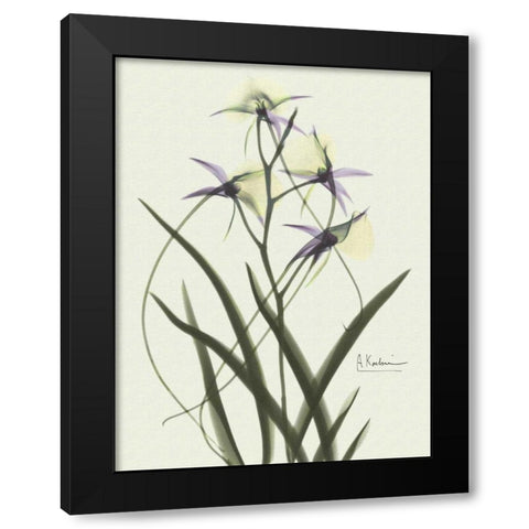 Orchids a Plenty in Purple on Beige Black Modern Wood Framed Art Print by Koetsier, Albert