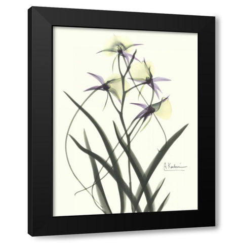 Orchids a Plenty in Purple and Yellow Black Modern Wood Framed Art Print with Double Matting by Koetsier, Albert