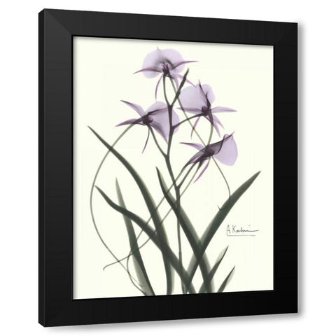 Orchids a Plenty in Purple Black Modern Wood Framed Art Print with Double Matting by Koetsier, Albert