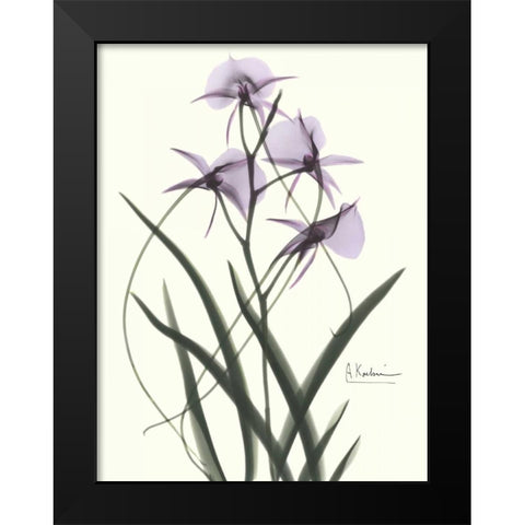 Orchids a Plenty in Purple Black Modern Wood Framed Art Print by Koetsier, Albert