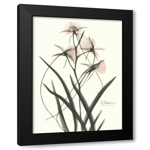 Orchids a Plenty in Pink Black Modern Wood Framed Art Print with Double Matting by Koetsier, Albert