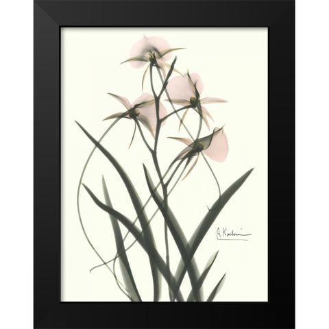 Orchids a Plenty in Pink Black Modern Wood Framed Art Print by Koetsier, Albert