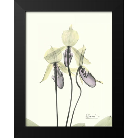 Lovely Orchids Black Modern Wood Framed Art Print by Koetsier, Albert