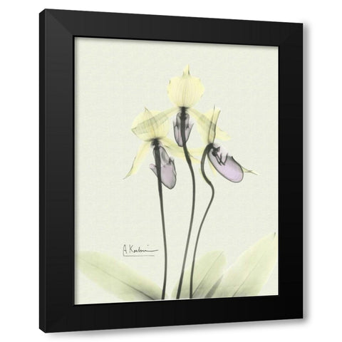 Lovely Orchids 3 Black Modern Wood Framed Art Print with Double Matting by Koetsier, Albert