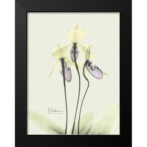 Lovely Orchids 3 Black Modern Wood Framed Art Print by Koetsier, Albert