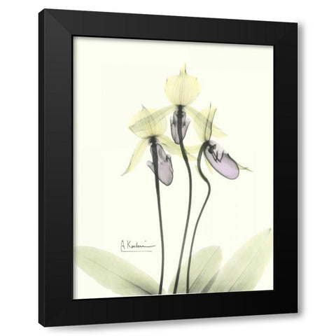 Lovely Orchids 2 Black Modern Wood Framed Art Print with Double Matting by Koetsier, Albert