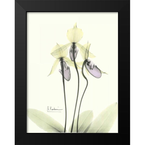 Lovely Orchids 2 Black Modern Wood Framed Art Print by Koetsier, Albert