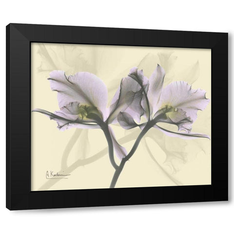 Beautiful Orchid in Purple on Beige Black Modern Wood Framed Art Print with Double Matting by Koetsier, Albert