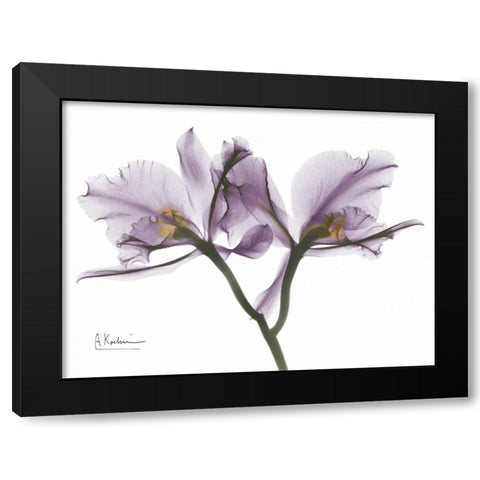 Beautiful Orchid in Purple 2 Black Modern Wood Framed Art Print with Double Matting by Koetsier, Albert