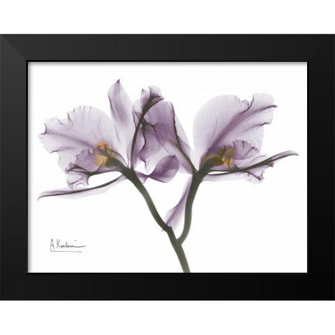 Beautiful Orchid in Purple 2 Black Modern Wood Framed Art Print by Koetsier, Albert