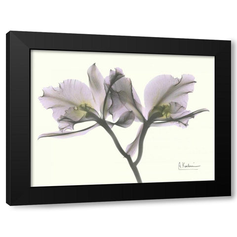 Beautiful Orchid in Purple Black Modern Wood Framed Art Print with Double Matting by Koetsier, Albert