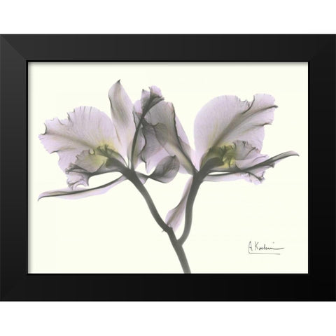 Beautiful Orchid in Purple Black Modern Wood Framed Art Print by Koetsier, Albert