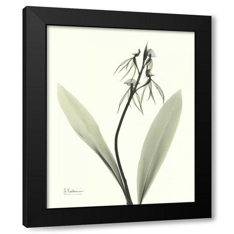 Single Orchid Black Modern Wood Framed Art Print with Double Matting by Koetsier, Albert