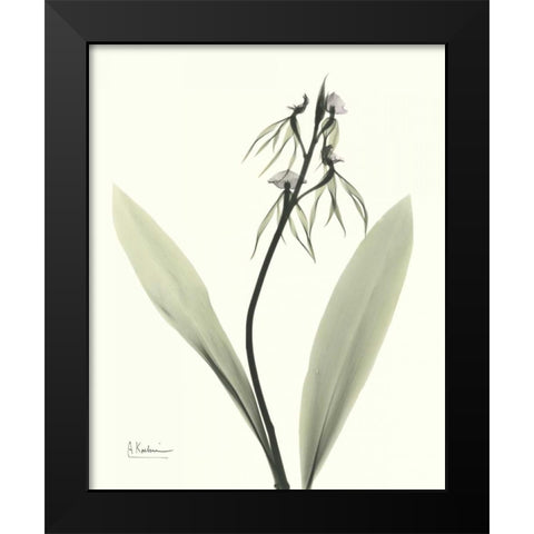 Single Orchid Black Modern Wood Framed Art Print by Koetsier, Albert