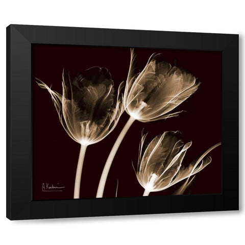 Tulips Brown on Red Black Modern Wood Framed Art Print with Double Matting by Koetsier, Albert