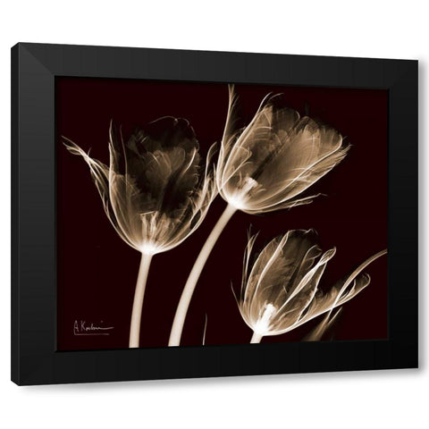 Tulips Brown on Red Black Modern Wood Framed Art Print by Koetsier, Albert