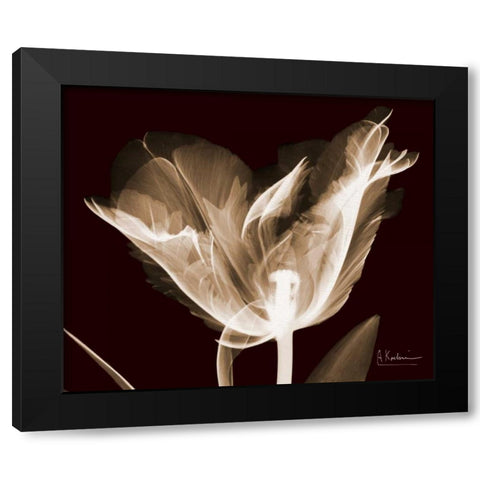 Single Tulip Brown on Red Black Modern Wood Framed Art Print by Koetsier, Albert