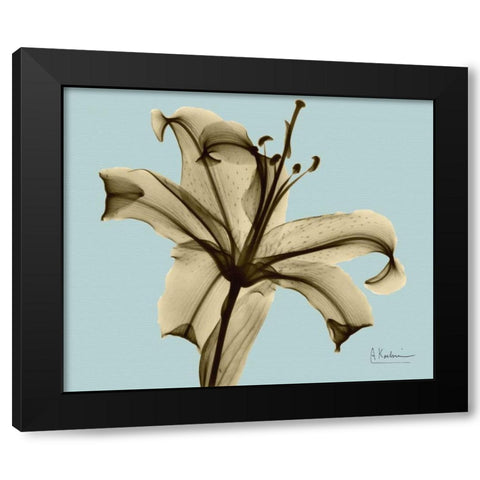 Single Lily Brown on Blue Black Modern Wood Framed Art Print with Double Matting by Koetsier, Albert