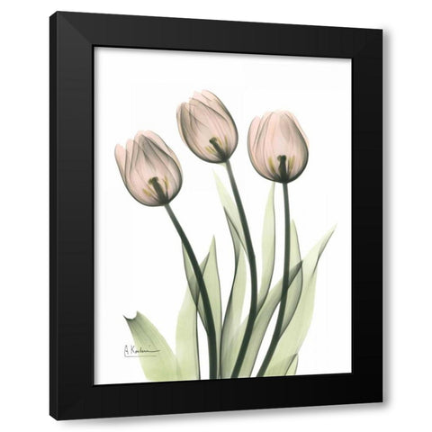 Three Pale Pink Tulips Black Modern Wood Framed Art Print with Double Matting by Koetsier, Albert