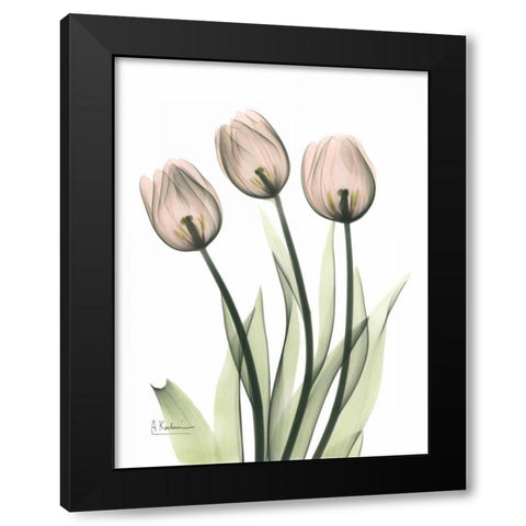 Three Pale Pink Tulips Black Modern Wood Framed Art Print by Koetsier, Albert