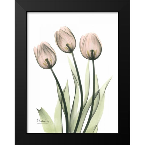 Three Pale Pink Tulips Black Modern Wood Framed Art Print by Koetsier, Albert