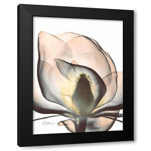 Magnolia Close Up Black Modern Wood Framed Art Print with Double Matting by Koetsier, Albert