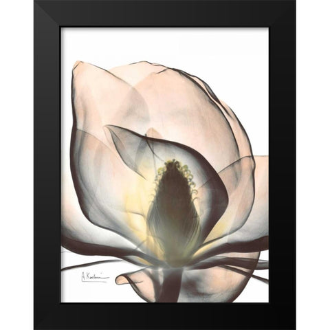 Magnolia Close Up Black Modern Wood Framed Art Print by Koetsier, Albert