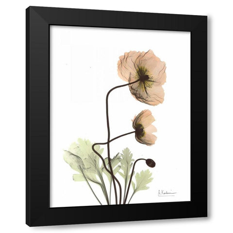 Iceland Poppy in Color Black Modern Wood Framed Art Print with Double Matting by Koetsier, Albert