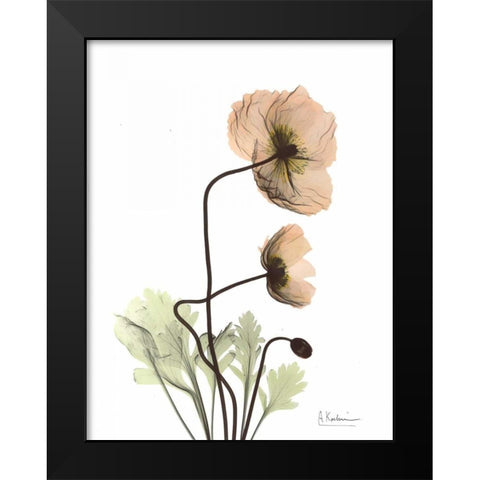 Iceland Poppy in Color Black Modern Wood Framed Art Print by Koetsier, Albert