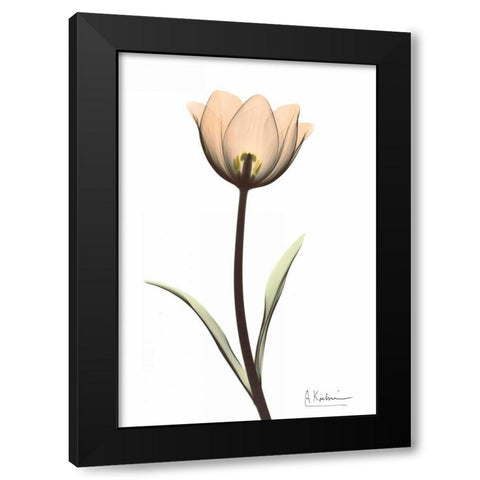 Tulip in Full Color Black Modern Wood Framed Art Print with Double Matting by Koetsier, Albert
