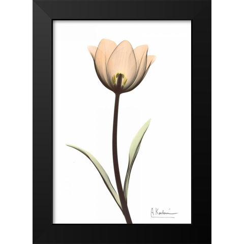 Tulip in Full Color Black Modern Wood Framed Art Print by Koetsier, Albert