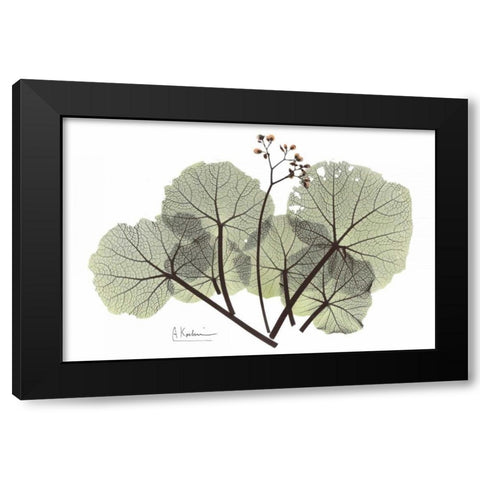 Begonia in Green Black Modern Wood Framed Art Print with Double Matting by Koetsier, Albert