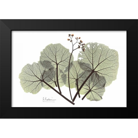 Begonia in Green Black Modern Wood Framed Art Print by Koetsier, Albert