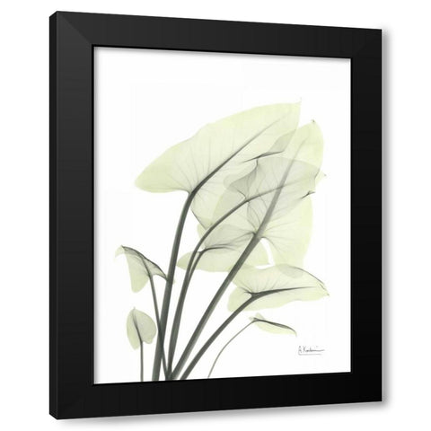 Calla Leaf In Green Black Modern Wood Framed Art Print with Double Matting by Koetsier, Albert