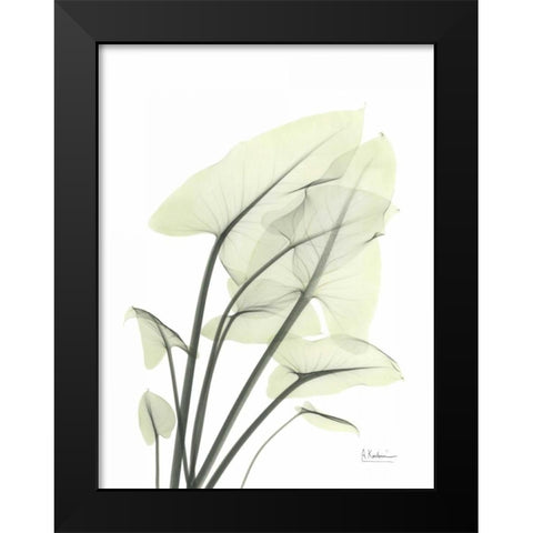 Calla Leaf In Green Black Modern Wood Framed Art Print by Koetsier, Albert