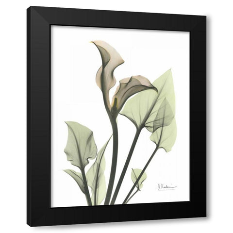 Calla Lily in Green Black Modern Wood Framed Art Print with Double Matting by Koetsier, Albert