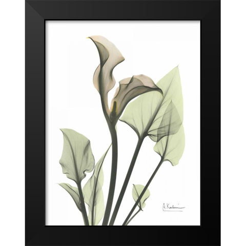 Calla Lily in Green Black Modern Wood Framed Art Print by Koetsier, Albert