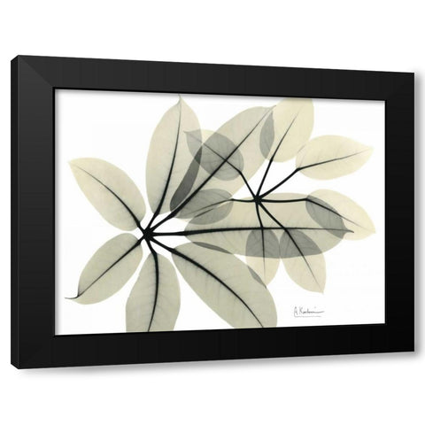 Brassaia  in Green Black Modern Wood Framed Art Print with Double Matting by Koetsier, Albert