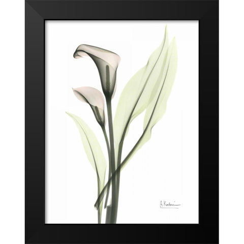 Calla - Marjorie Black Modern Wood Framed Art Print by Koetsier, Albert