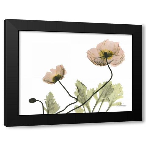 Amandas Iceland Poppies Black Modern Wood Framed Art Print with Double Matting by Koetsier, Albert