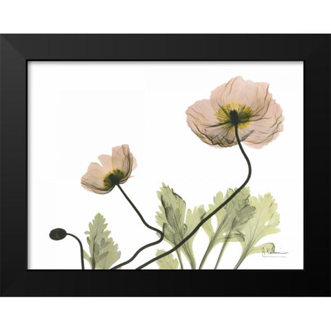 Amandas Iceland Poppies Black Modern Wood Framed Art Print by Koetsier, Albert