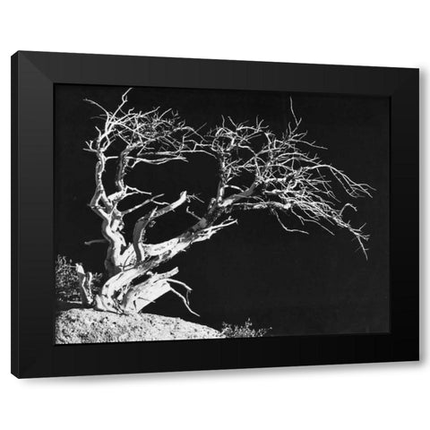 Bodi Tree Black Modern Wood Framed Art Print with Double Matting by Koetsier, Albert