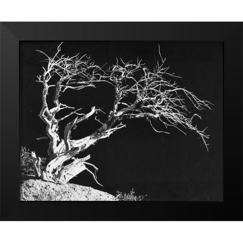 Bodi Tree Black Modern Wood Framed Art Print by Koetsier, Albert