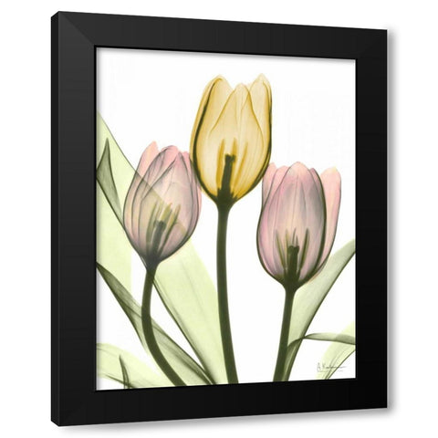 Gentle Tulips Black Modern Wood Framed Art Print with Double Matting by Koetsier, Albert