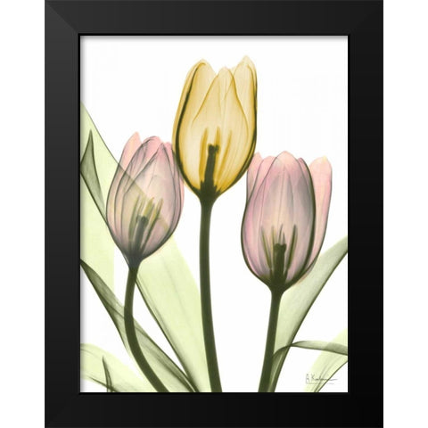 Gentle Tulips Black Modern Wood Framed Art Print by Koetsier, Albert