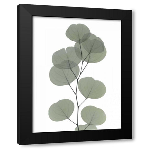 Eucalyptus Dream Black Modern Wood Framed Art Print by Koetsier, Albert