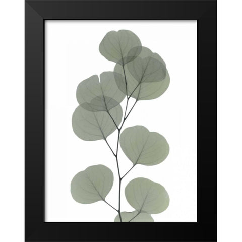 Eucalyptus Dream Black Modern Wood Framed Art Print by Koetsier, Albert